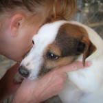 lorelee, jack russell terrier, fire survivor, flashpoint kennel, georgia