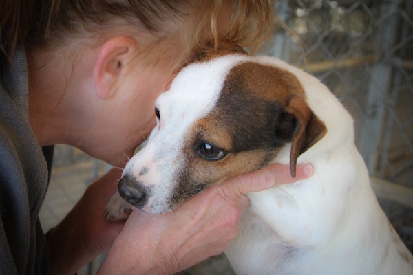 lorelee, jack russell terrier, fire survivor, flashpoint kennel, georgia