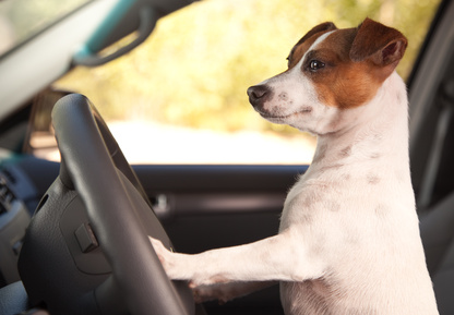 jack russell terrier, rescue, transport