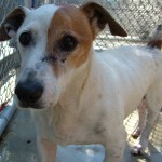 shortie, jack russell terrier, rescue, adoptable, hilton head