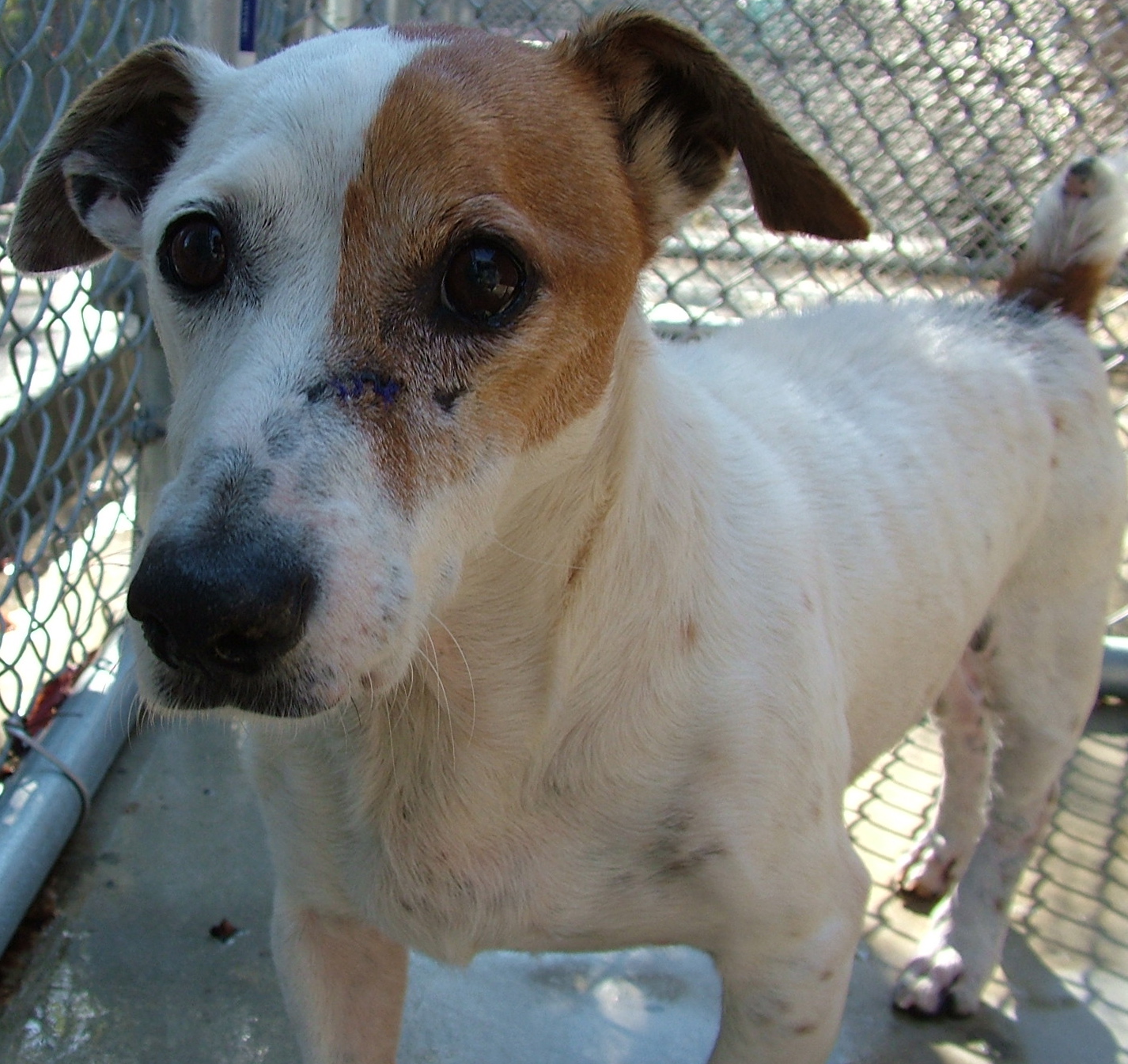 shortie, jack russell terrier, rescue, adoptable, hilton head