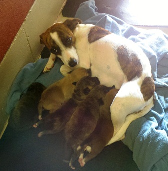 jack russell mom, puppies, rescue, adoptable