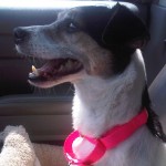 Fancy - Jack Russell/Rat Terrier rescue