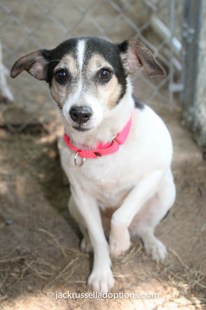 fancy, rescue, jack russell terrier, flu, adopted