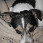 fancy, jack russell, sick, pneumonia, rescue needs help