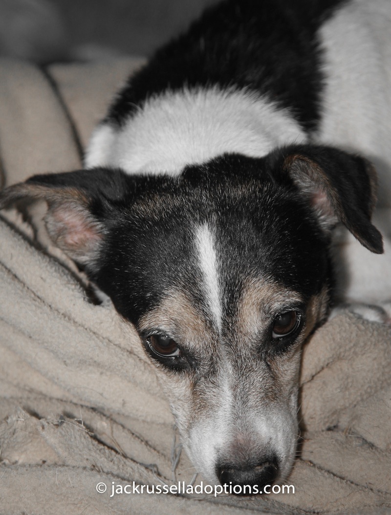 fancy, jack russell, sick, pneumonia, rescue needs help