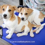Jack and Jill, puppies for adoption