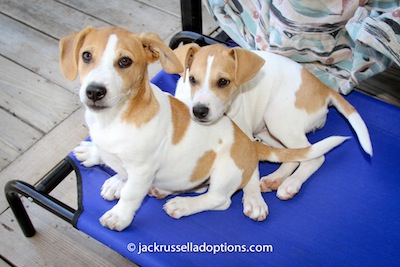 Jack and Jill, puppies for adoption