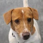 Skipper - Missing Jack Russell rescue in Anderson, South Caroline