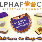Donate a bed to a homeless Jack Russell by purchasing a bed at Alphapooch.