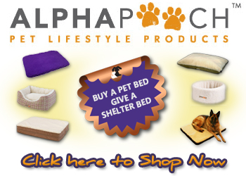 Donate a bed to a homeless Jack Russell by purchasing a bed at Alphapooch.