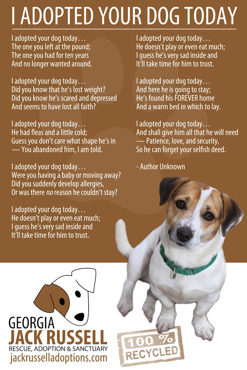 I Adopted Your Dog Today - Jack Russell Rescue