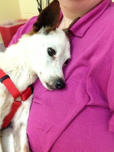 Little Chloe did not want to leave the comfort of Cara's arms and sit on the vet table. 