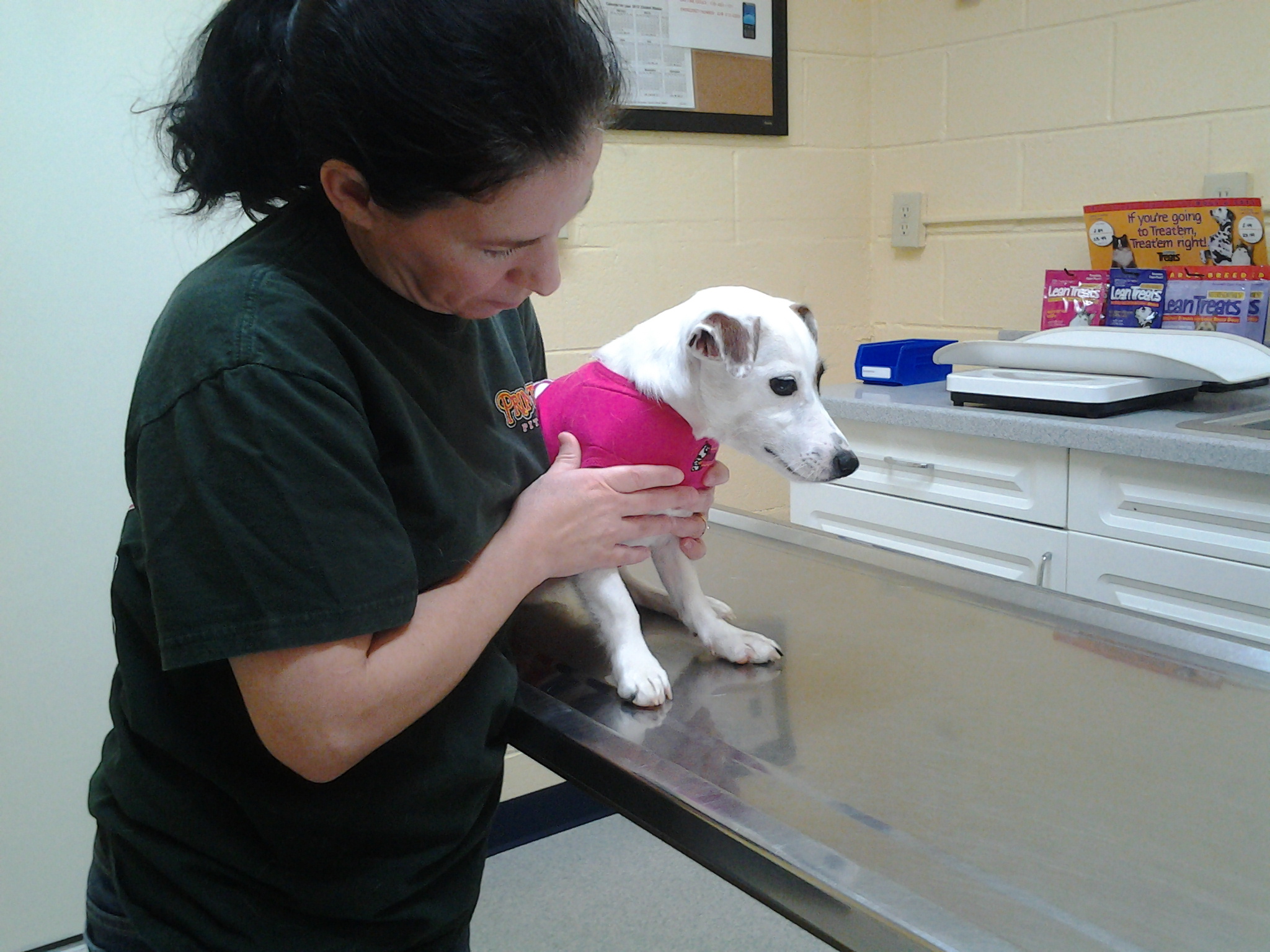 lola, special needs, rescue, jack russell terrier, blind, puppy