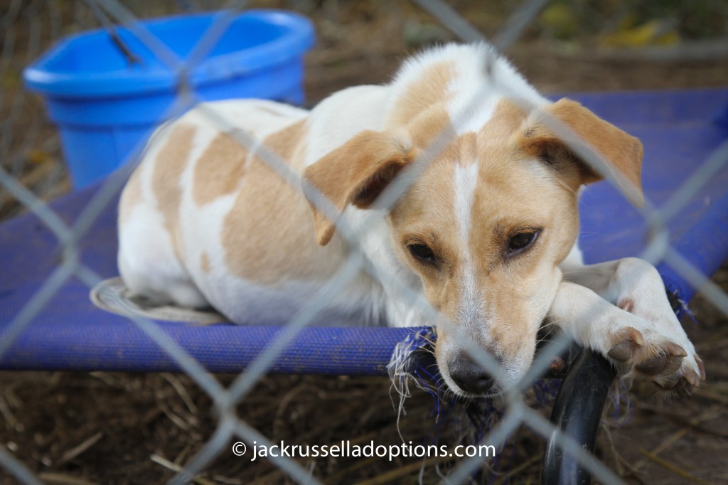 tasha, adoptable jack russell terrier, lying, donated, pet bed, ara program