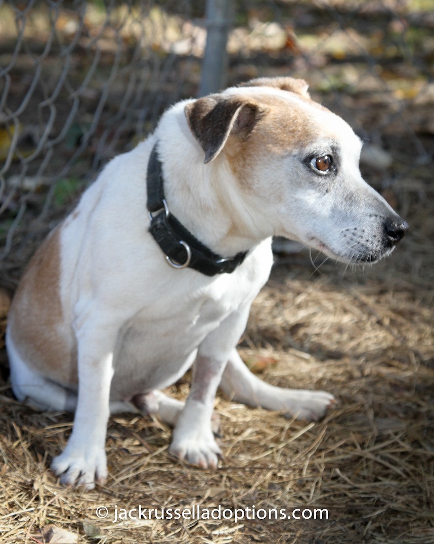 slick, jack russell terrier, infection, rescue, returned