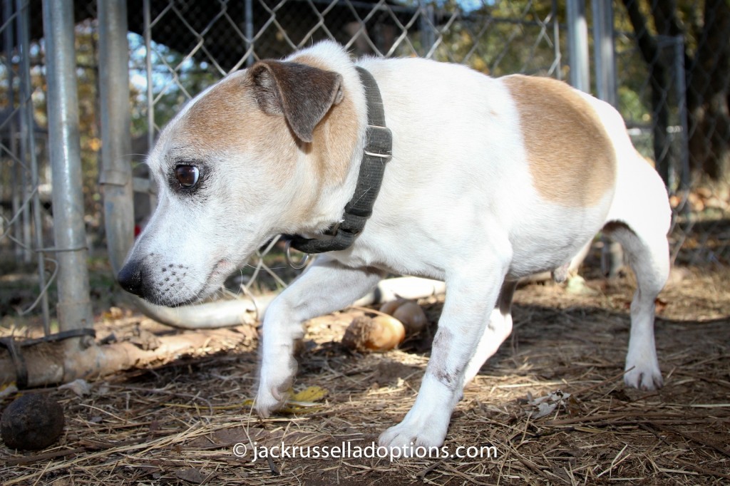 slick, jack russell terrier, rescue, returned, sick