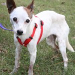 special needs, jack russell terrier, foster needed