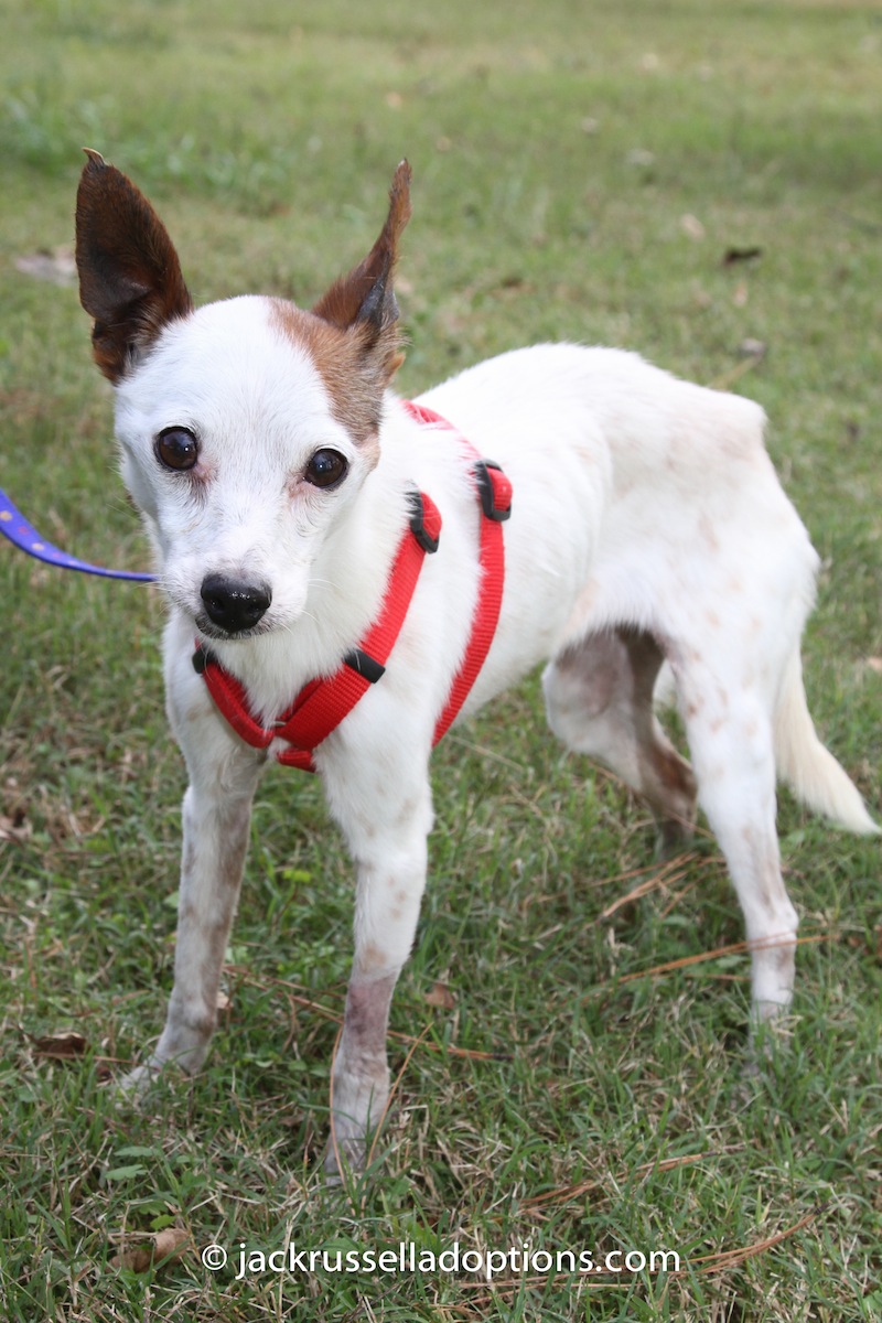 special needs, jack russell terrier, foster needed