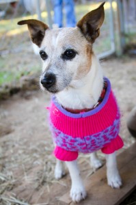 Sweetness in a Sweater