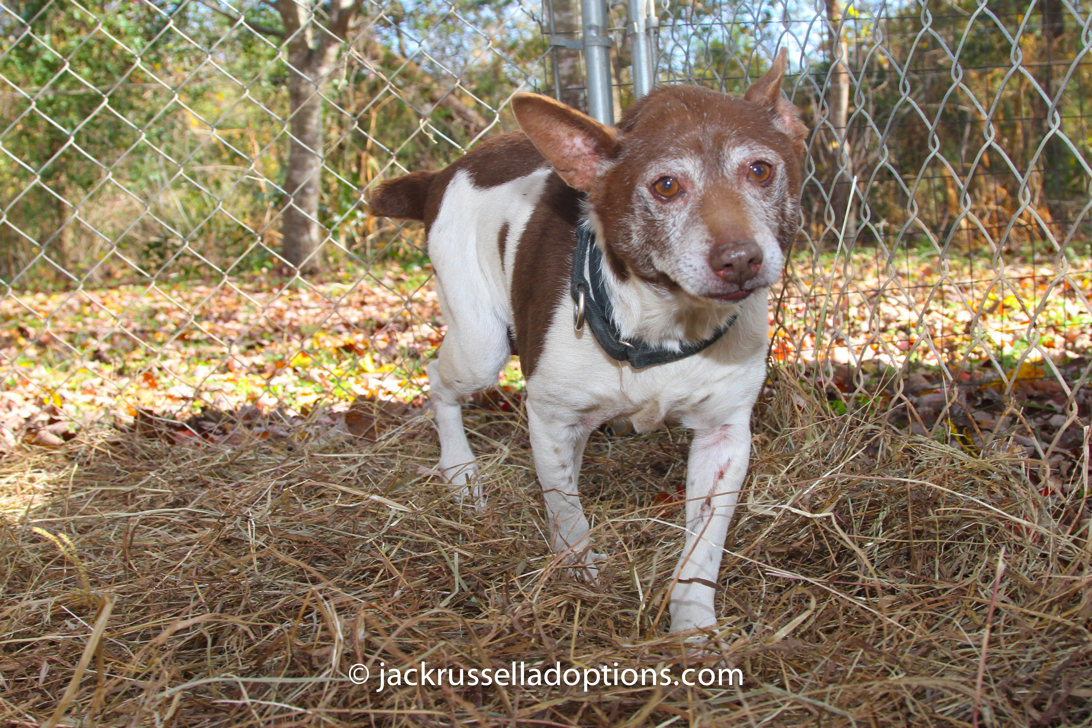 Harley, rescue, terrier, ear infection, ear surgery, rescue, donations