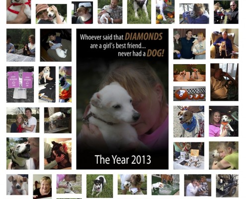 2013 Photo Collage of Rescue