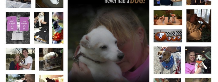 2013 Photo Collage of Rescue