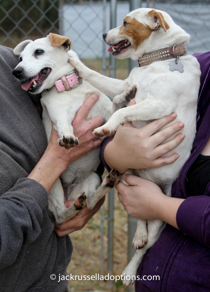 gracie-katie-adopted-jack-russell