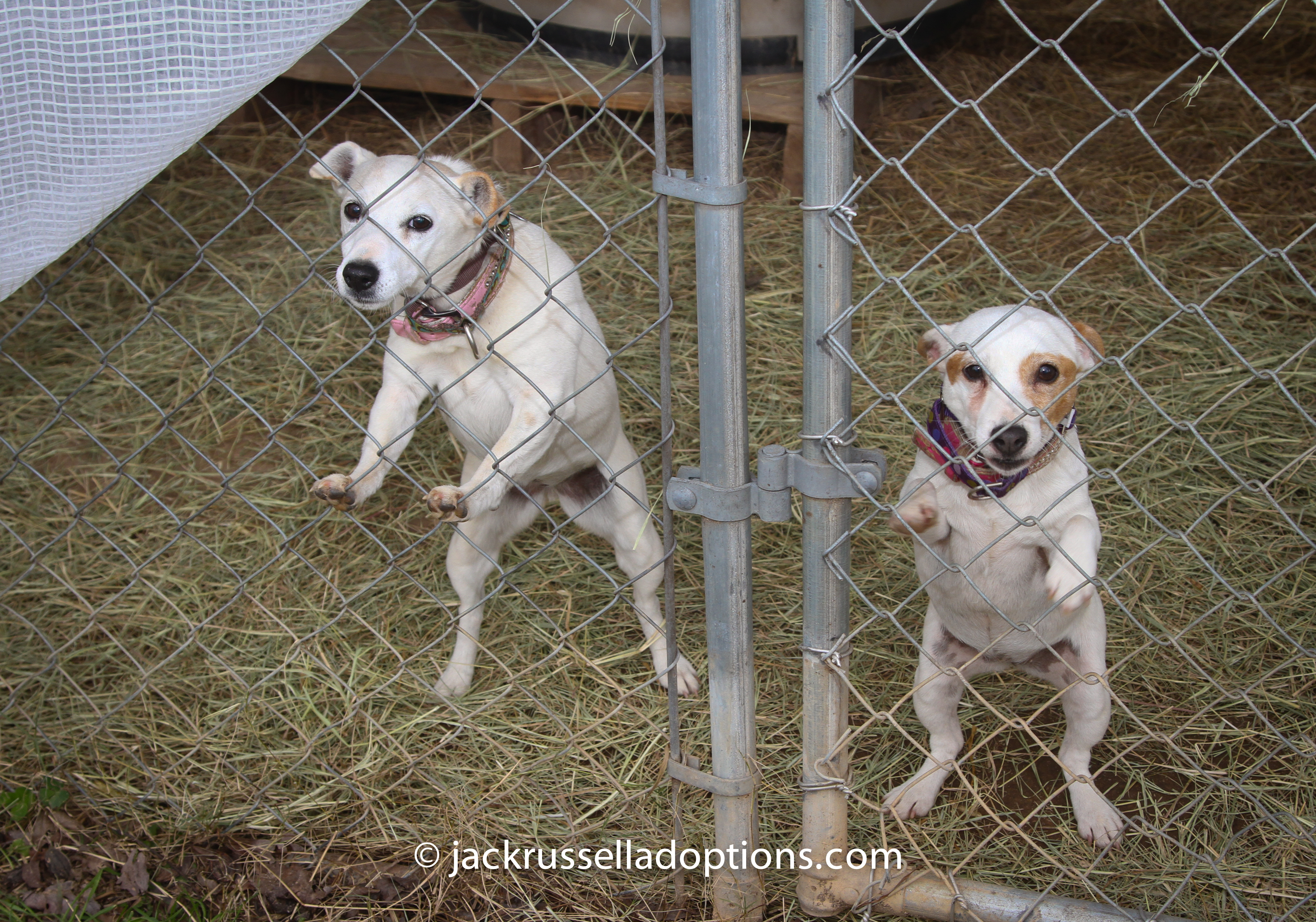 Want to help these little girls make the journey from Atlanta to Ann Arbor? Let us know!