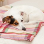 Blankets and other items needed for Jack Russells after hoarding bust.