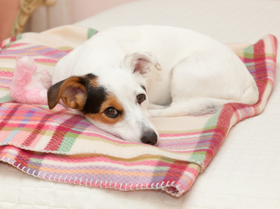 Blankets and other items needed for Jack Russells after hoarding bust.