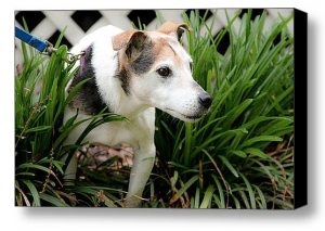 buy-rescue-photos