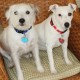 Scruffy and Dixie