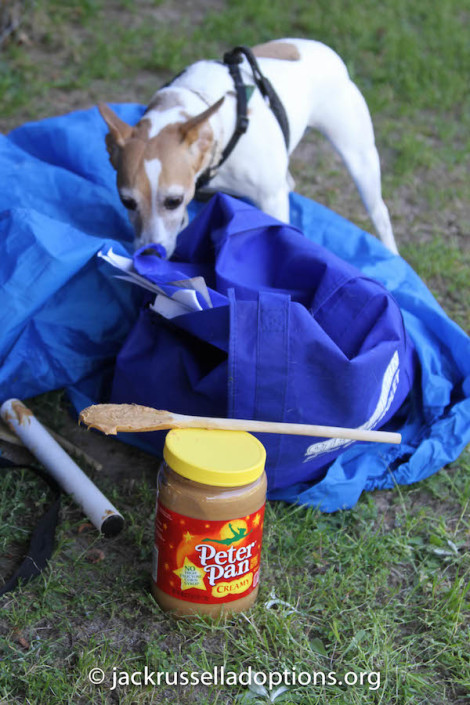 Pumpkin and peanut butter