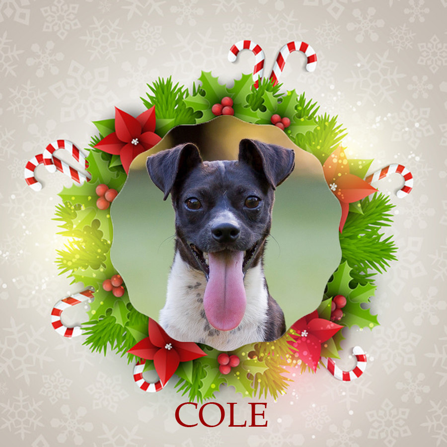 Angel Tree Cole Jack Russell Rescue