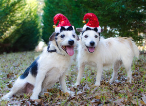 Mr and Mrs Santa Paws