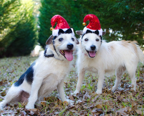 Mr and Mrs Santa Paws