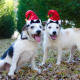 Mr and Mrs Santa Paws