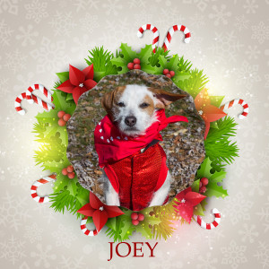 Angel Tree - Joey