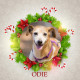 Angel Tree - Odie