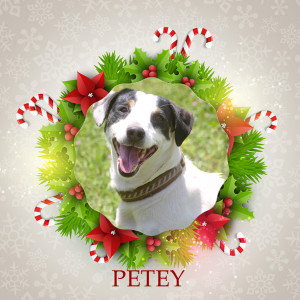 Angel Tree - Petey