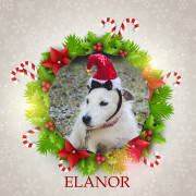 Angel Tree 2015 - Elanor