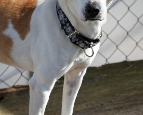 Arena on her catwalk at rescue