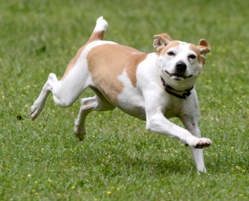 Arena running in the field at rescue