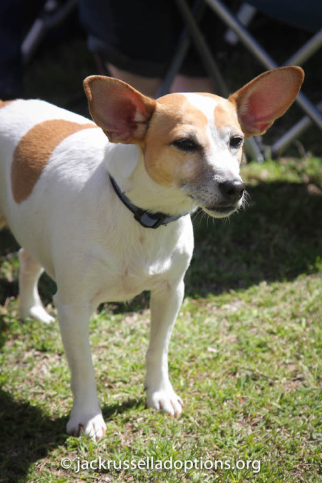 Belle contemplating how she can catch that shifty lure, once and for all ... "Maybe ... if I tie my ears back ... Just maybe ..."