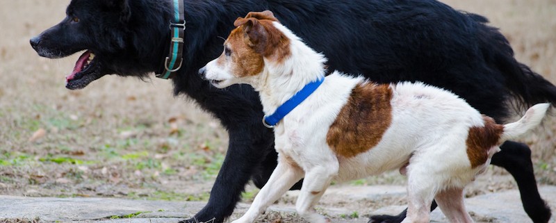 Bert and Ernie running