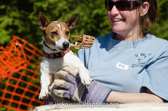 Like Pumpkin, Brigit (GA JRT Cooper's, Brodie's and Fancy's sister) did fine in an individual run without the muzzle. She spent the group race "racing" to get this thing off. "I win!"