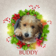 Buddy