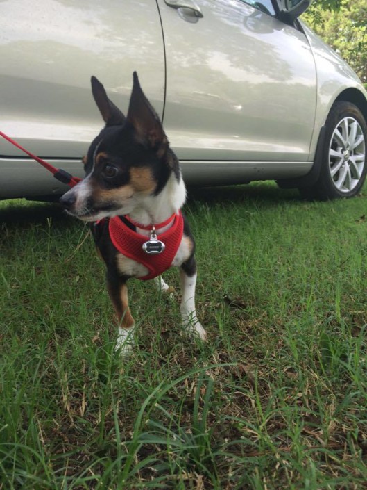 Buster on adoption day