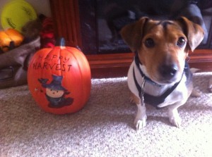 Chuckie and (another) Pumpkin